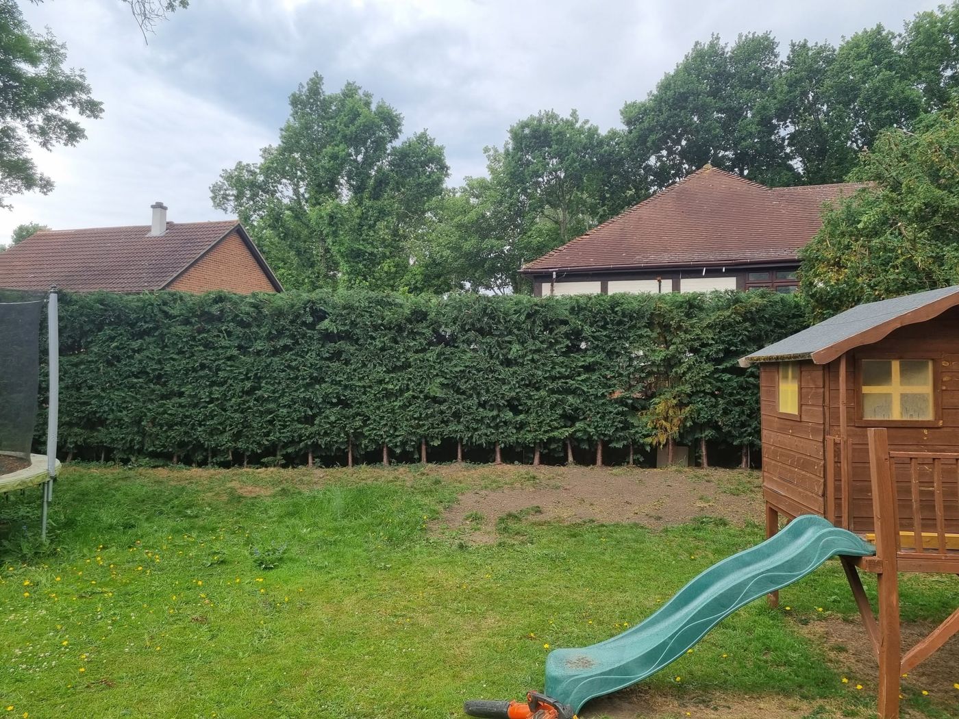 Neatly trimmed conifer hedge after work