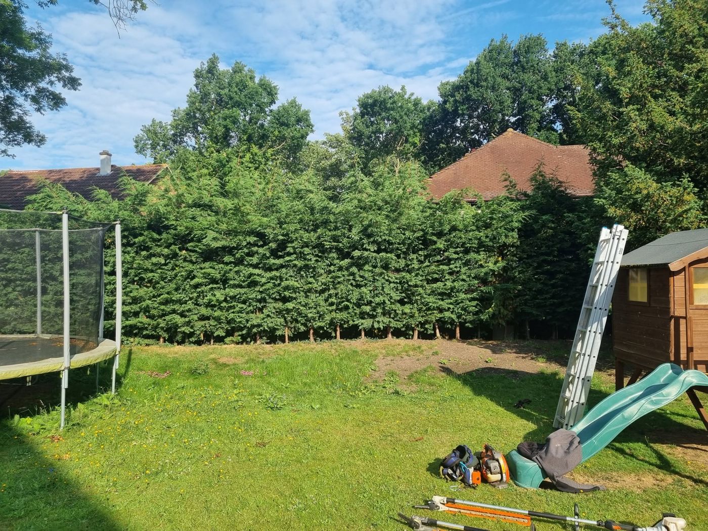 Overgrown conifer hedge before trimming