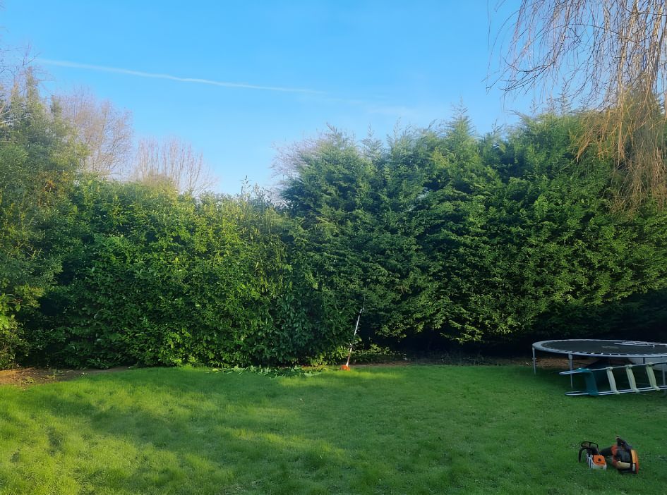 Tall overgrown hedge before trimming