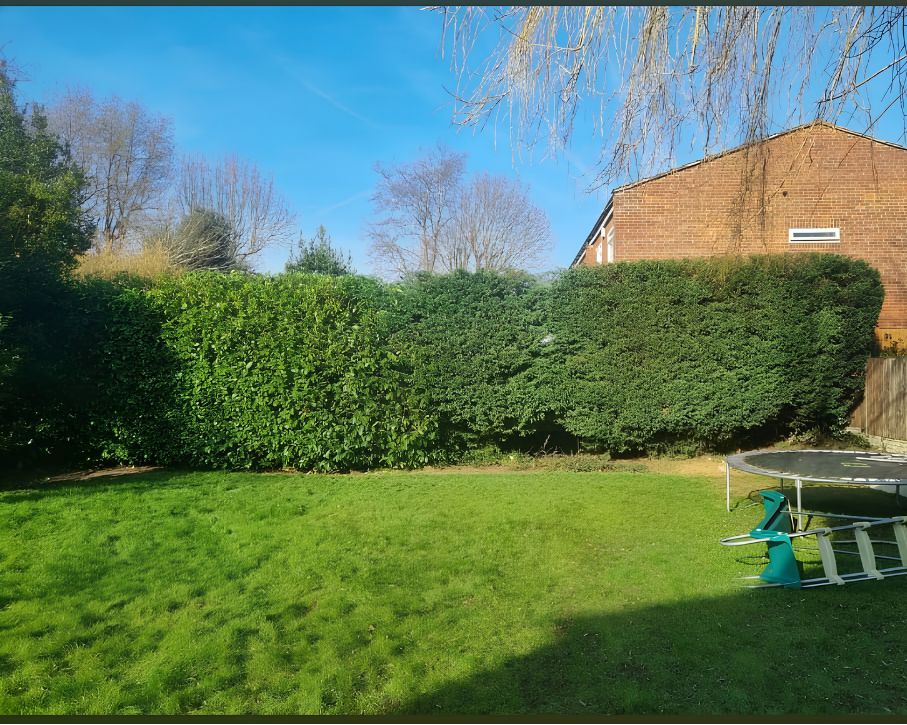 Hedge neatly trimmed after work