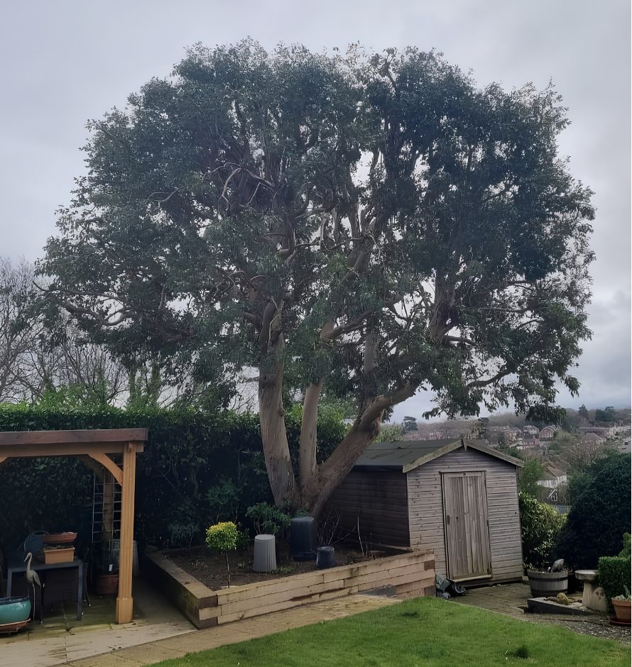 Large mature tree after crown reduction
