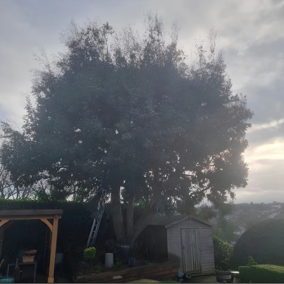 Large mature tree before crown reduction