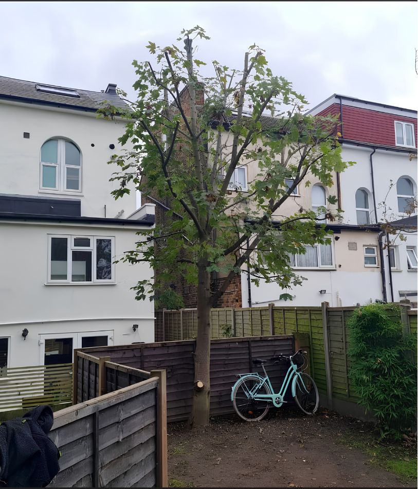 Tree after crown reduction
