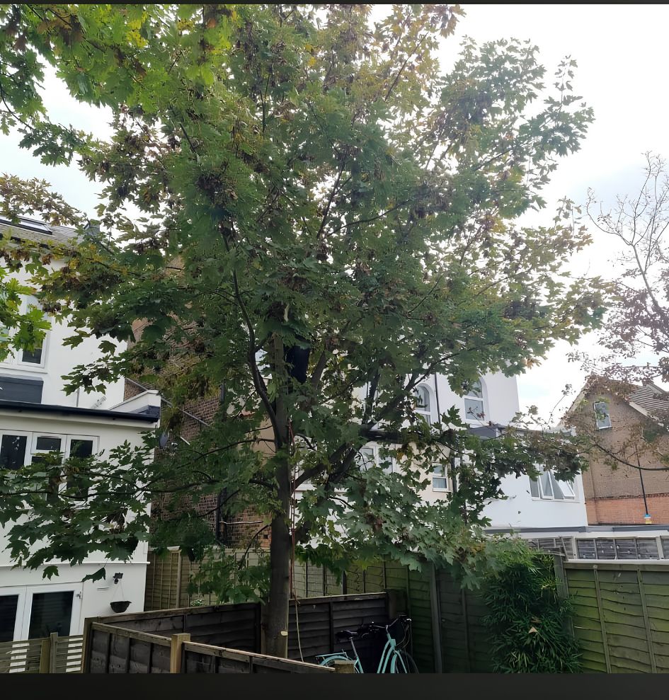 Tree with full crown before reduction