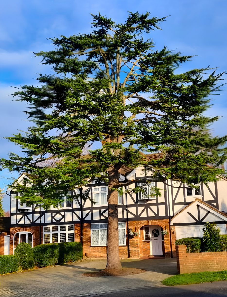 A mature tree cared for by MRM Tree Services