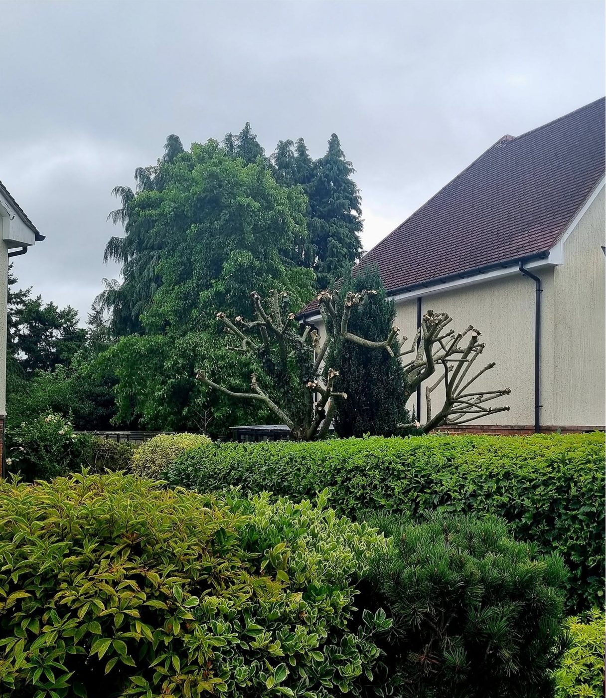 Pollarded willow tree and trimmed hedge after work